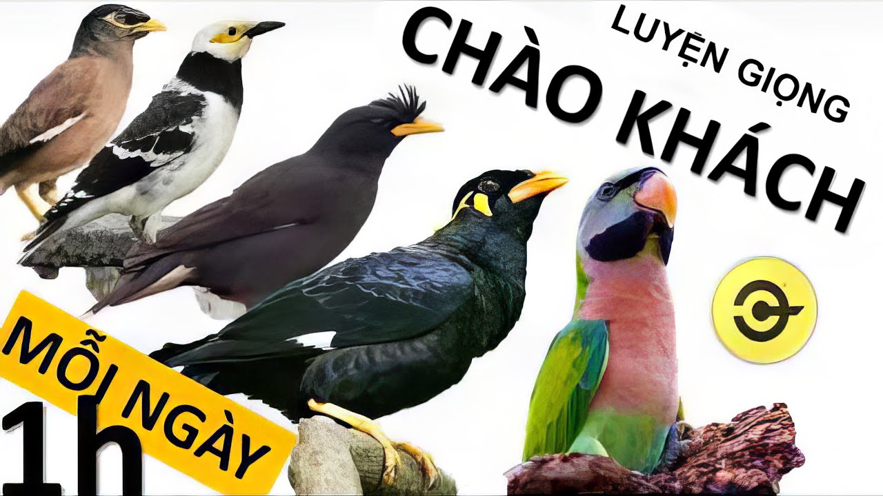 Luyện chim nói  CHÀO KHÁCH - sáo ,nhồng, cưỡng , vẹt Nói tiếng người 1H