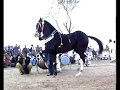 Harchahal horse dancing maila sakrila sharif sarai alamgir march 2012part 23