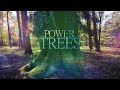 Breathe with the Trees - Powerful Connection - Sagittarius Full Moon :: Shaman Drum :: Grounding ::