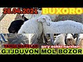 qo'y echki narxlari Buxoro G'ijduvon mol bozori narxlari