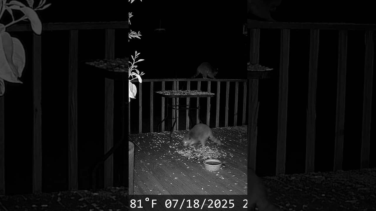 Two fluffy raccoons looking for peanuts in the night