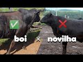 Qual é melhor BOI ou NOVILHA ? RECRIA e Engorda de boi ou Novilha qual e melhor?