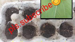 Petchay Planting Rooftop Garden Easy Way