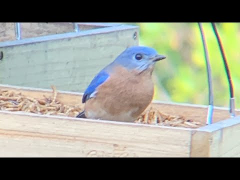 What are the best foods for attracting Bluebirds? Narrated How-To Guide