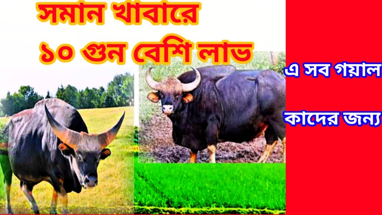 goyal cow in bangladesh গয়াল গরু পালন