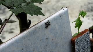 Insects, Macro, Garden, Fauna, Colombia , Free Videos, Royalty Free