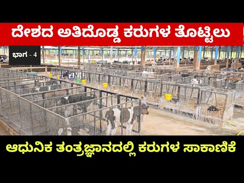 ದೇಶದ ಅತಿದೊಡ್ಡ ಕರುಗಳ ತೊಟ್ಟಿಲು..! ಆಧುನಿಕ ತಂತ್ರಜ್ಞಾನದಲ್ಲಿ ಕರುಗಳ ಸಾಕಾಣಿಕೆ.!