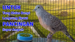 Perkutut Lokal Gacor Suara Super Kristal - Pancingan Malas Bunyi  (99%AMPUH BANGET)