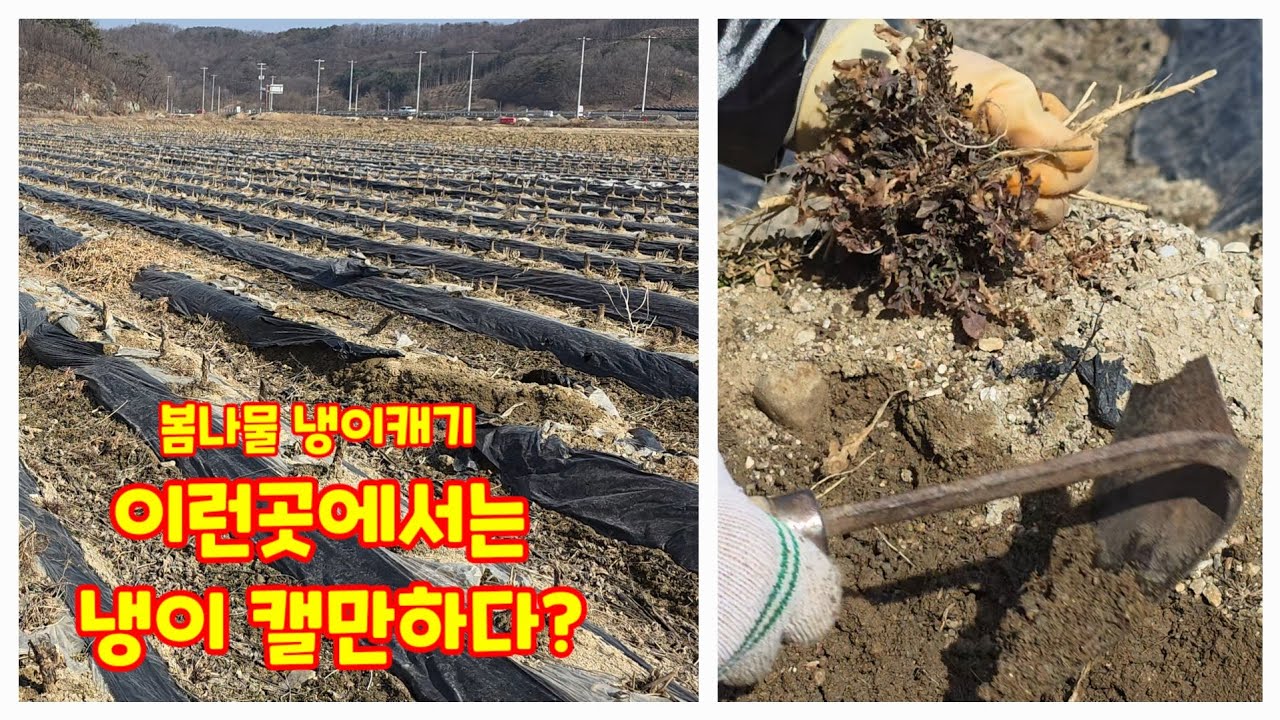 봄나물 냉이캐기 이런곳에서는 냉이 캘만하다? 충북괴산 청정자연 자연팜앤쿡 