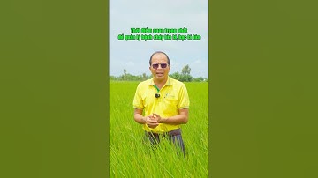 cháy bìa lá, bạc lá lúa, lép vàng #nongduoctoancau #tintuc #chaybiala #bacla #NongNghiep