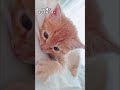 子猫のこたつ【今こんな風に登られたら息できん位重い笑】 #cat #保護猫 #こたつ