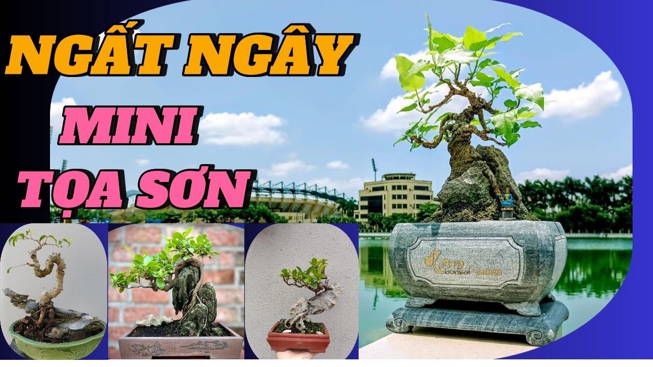 NGẤT NGÂY VỚI 70 TÁC PHẨM MINI BONSAI TỌA SƠN #caycanh