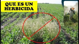 WHAT IS A HERBICIDE? | AGRONOMY | AGRICULTURE | GARDENING