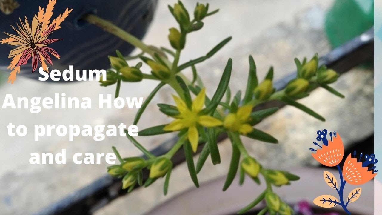 sedum Angelina care and Propagation