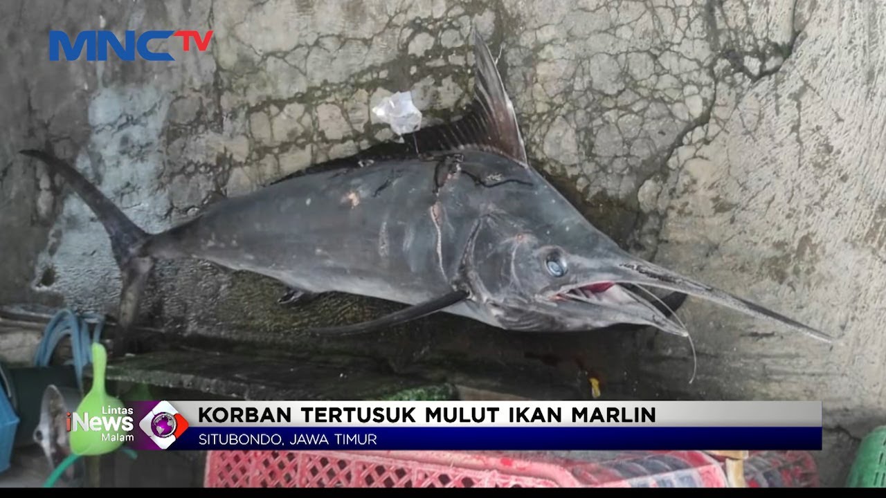 Nelayan di Situbondo Tewas Tertusuk Ikan Marlin Seberat 50 Kg #