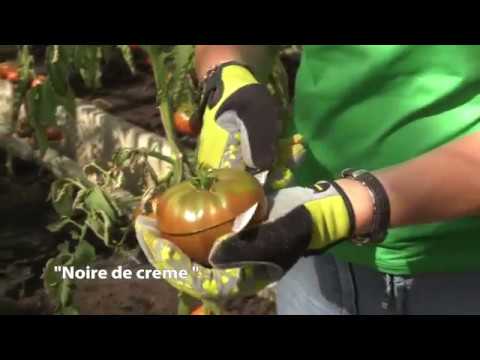 Video: Kodėl žali Pomidorai Tampa Juodi