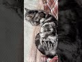 ちょっと日陰になったことに気付いた猫のクレアさん #猫 #アメショー #ショート