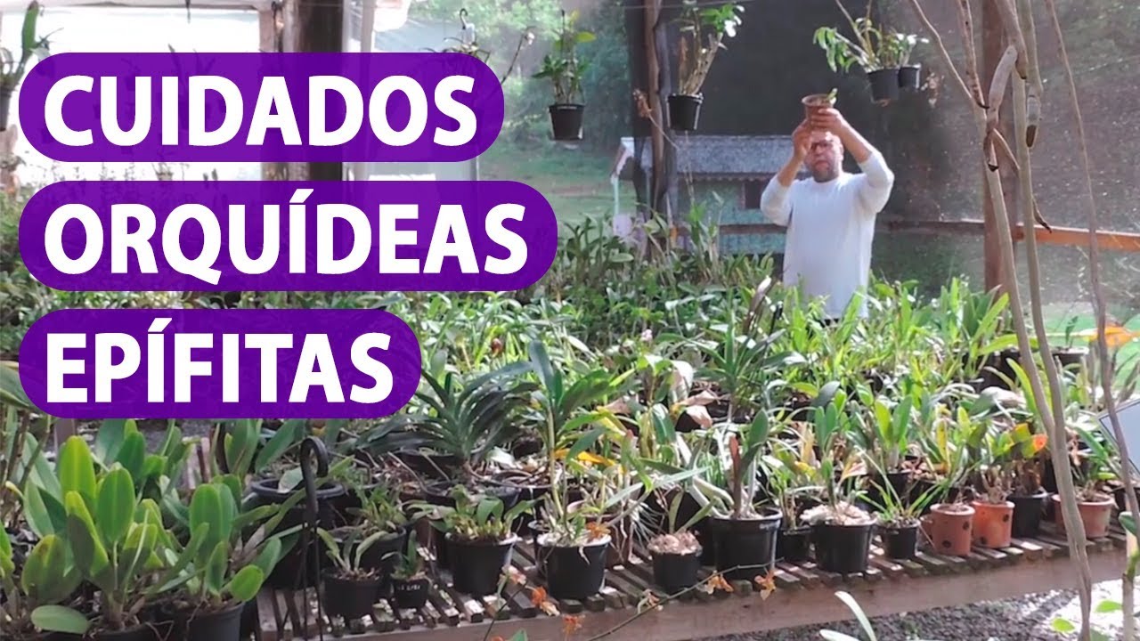 Orquideas Epifitas CUIDADOS 😱🌺 - thptnganamst.edu.vn