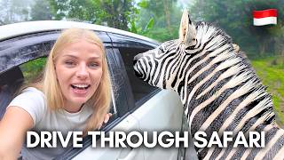 Taman Safari Wildlife Park in Bogor: Drive through Safari 🦓🇮🇩 screenshot 4