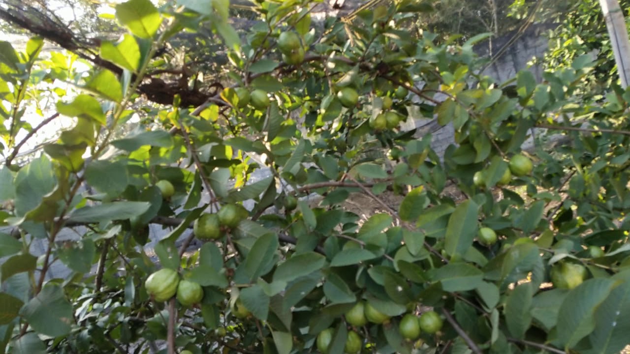 Viral jambu kristal organik 