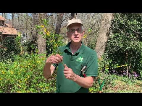 Video: Voortplanting Van Forsythia Door Stekken: Stekken In De Zomer, Lente En Herfst. Hoe Forsythia Correct Te Enten En Te Rooten?