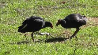 Pukekos Sharing A Meal. Pukeko Are A New Zealand Native Bird.