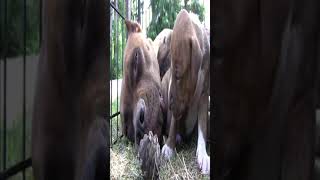 11 Pitbull Puppies Causes Nursing Momma Pitbull To Snap