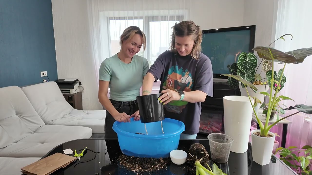 В гостях у Лены: сажаем алоказию Фрайдек, Полли и Регал Шилдс