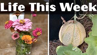 Life This Week: Busy Days & Little Moments