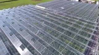 Venlo Greenhouse 8M - 5.200M2