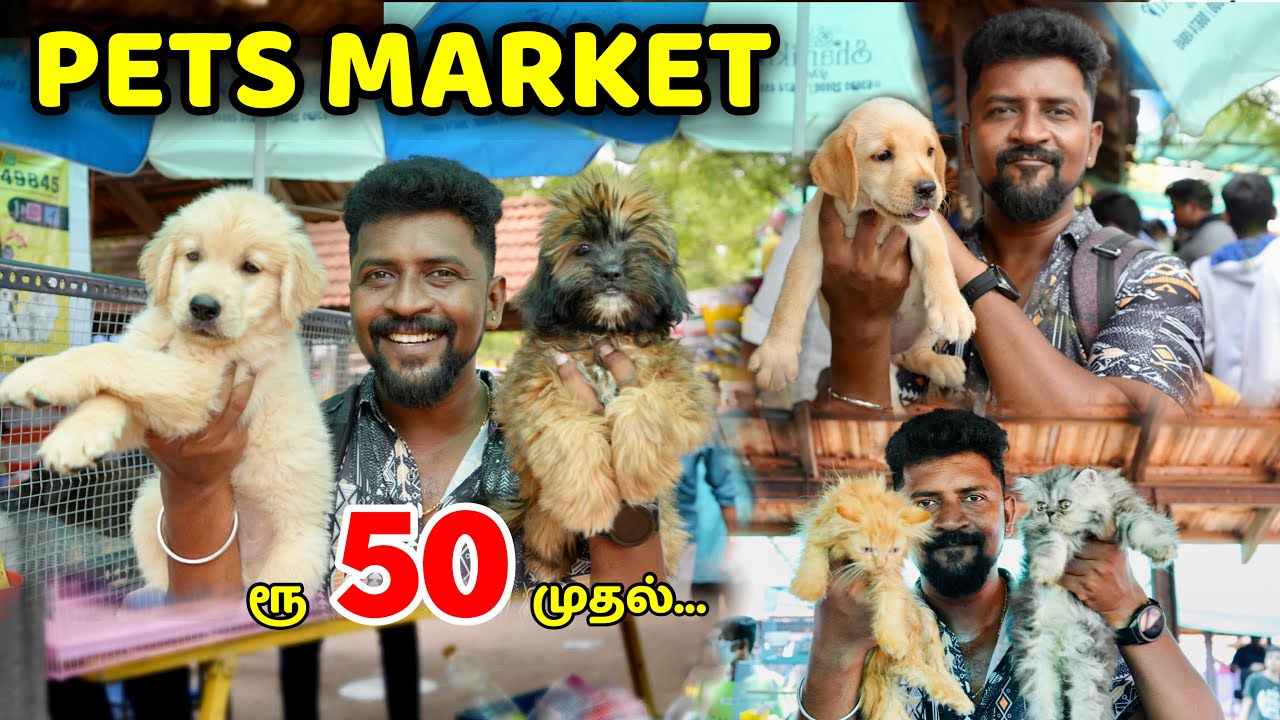 PETS Market / பொன்மலை சந்தை குறைந்த விலையில் வாங்க விற்க / Nanga Romba Busy /NRB.