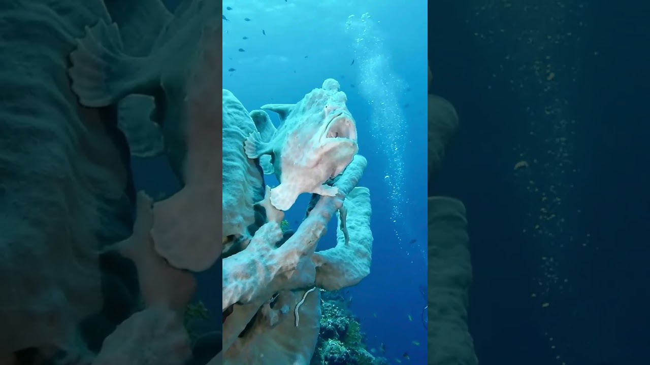 Dive PHilippines - Blue Frogs