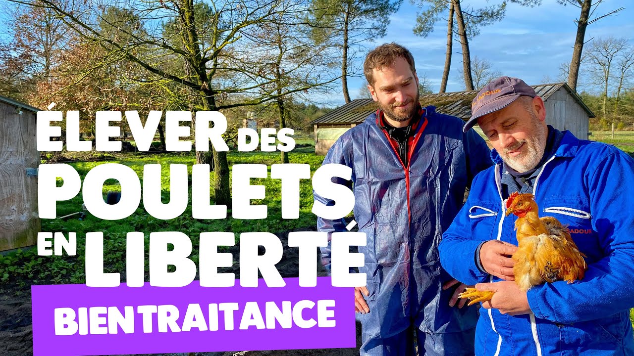 Volaille : un élevage de poulets en liberté
