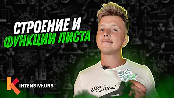 Биология с нуля — Строение и Функции Листа