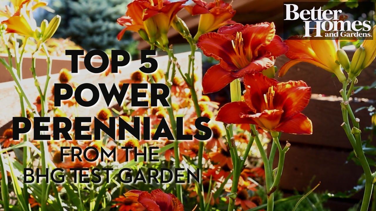 Top Power Perennials