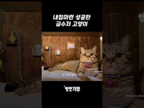 <strong>침대</strong> <strong>밑</strong> 수납함을 활용해 <strong>고양이</strong> 전용 0.1평 원룸 꾸미기