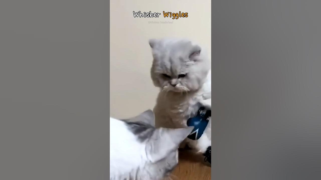 Whisker Wiggles YouTube