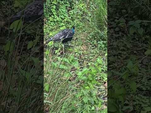 Peacocks and chicks. Chickpeas! #farmlife #peacock #chicks #cute