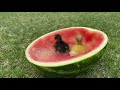 Ducklings Swimming in Watermelon