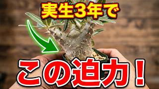 パキポディウム・グラキリス？！実生3年で・・・ - YouTube