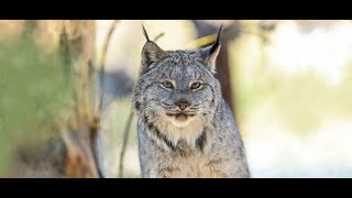 Wildlands Studies Summer 2021 Colorado Program
