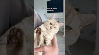 It’s the thought that counts #cats #cat #catlovers #catsofyoutube #catshorts
