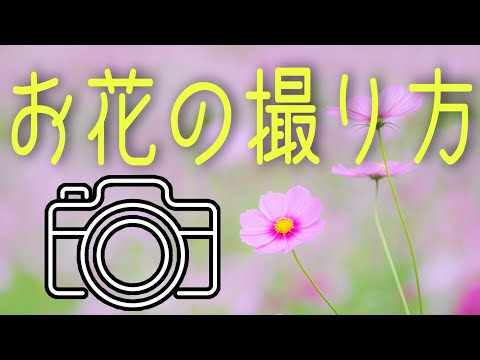 初心者必見】お花の撮り方！一眼レフカメラの超簡単テクニックとは