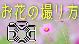 初心者必見】お花の撮り方！一眼レフカメラの超簡単テクニックとは