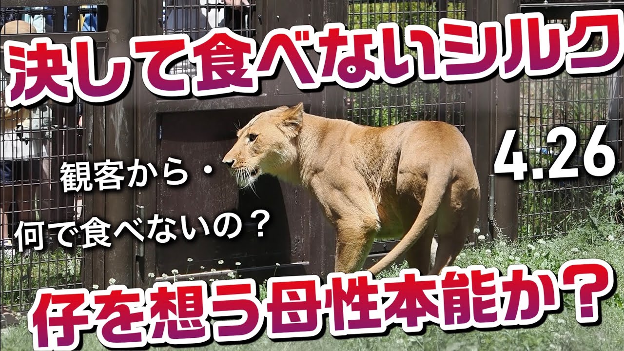 決して食べないシルク【仔を想う母性本能か？】 #のんほいパーク