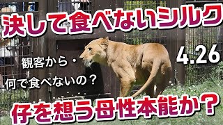 決して食べないシルク【仔を想う母性本能か？】 #のんほいパーク #ライオン #アース #旭山動物園 #桐生が岡動物園 #安佐動物園 #lion  #茶臼山動物園 #屠体給餌 #母性本能 