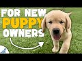 The First 7 Things You NEED To Teach Your Puppy