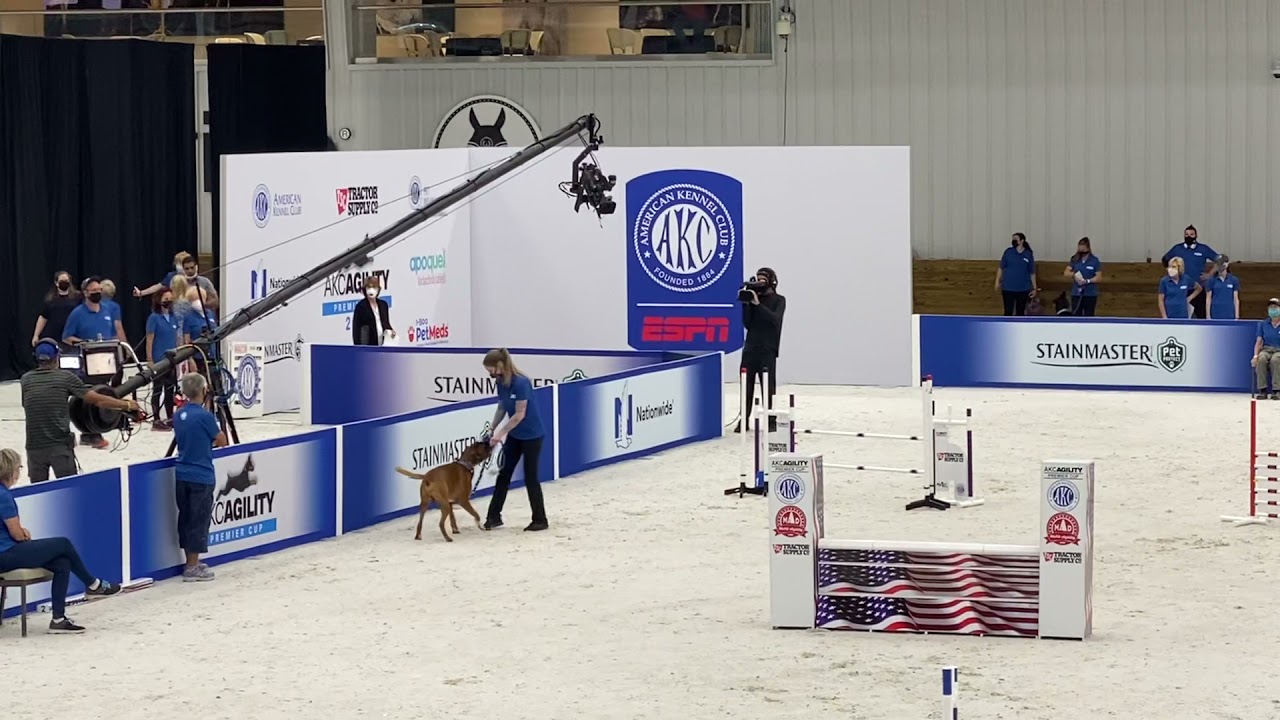 akc agility premier cup