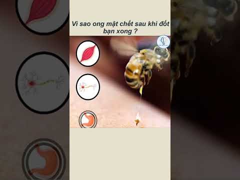 Video: Côn trùng có lợi trong Vườn: Tìm hiểu cách ong bắp cày ký sinh giúp đỡ khu vườn