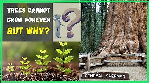 The Tallness Of Trees | Cannot Grow Forever | Scientific Limits | Boundless Exploration